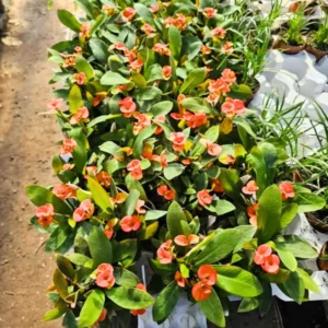 Red Crown of Thorns Plant Live Succulent Euphorbia Milii in 2 Inch Pot