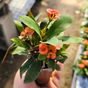 Red Crown of Thorns Plant Live Succulent Euphorbia Milii in 2 Inch Pot