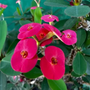 Pink Crown of Thorns Plant Live - Euphorbia Milii Succulent - 2 Inch Pot