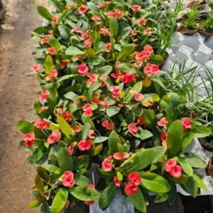 Pink Crown of Thorns Plant Live - Euphorbia Milii Succulent - 2 Inch Pot