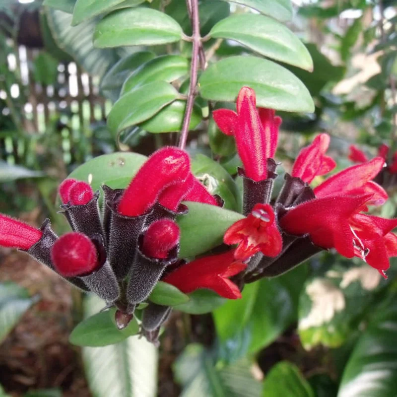 Red Lipstick Plant Live Houseplant 4 Inch Pot Aeschynanthus Vine