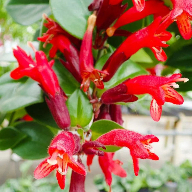 Red Lipstick Plant Live Houseplant 4 Inch Pot Aeschynanthus Vine