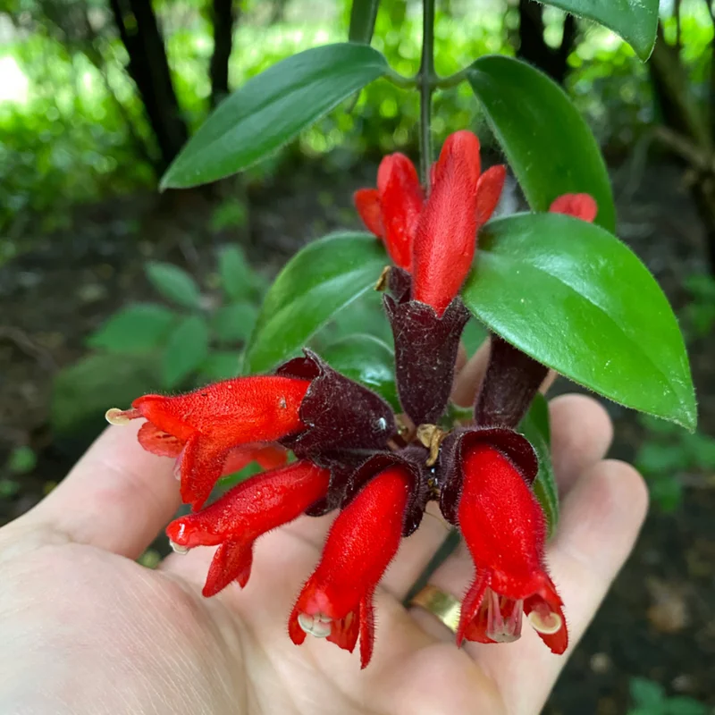 Red Lipstick Plant Live Houseplant 4 Inch Pot Aeschynanthus Vine