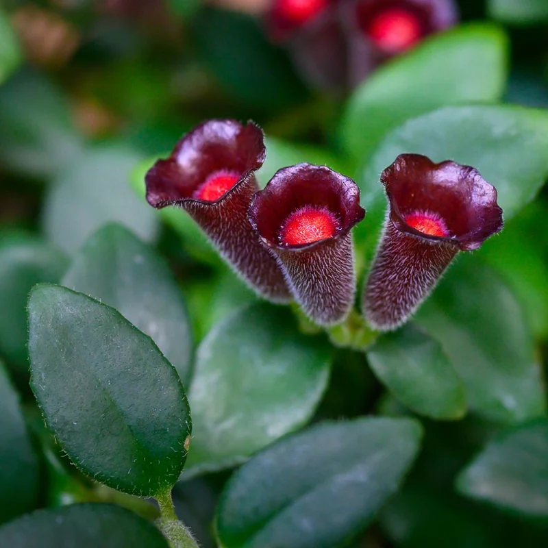 Lipstick Plant - Purple Star Aeschynanthus Radicans - 4 Inch Potted Houseplant