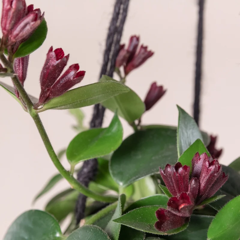 Lipstick Plant - Purple Star Aeschynanthus Radicans - 4 Inch Potted Houseplant