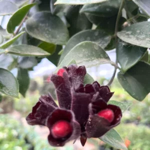 Lipstick Plant - Purple Star Aeschynanthus Radicans - 4 Inch Potted Houseplant