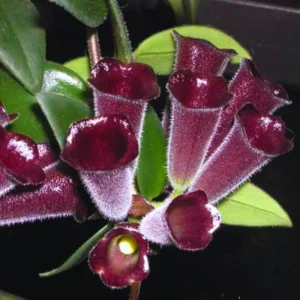 Lipstick Plant - Purple Star Aeschynanthus Radicans - 4 Inch Potted Houseplant