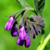 Comfrey Roots Live Starter Plants - Pack of 10 Comfrey Herb Plants