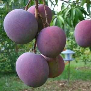 Mango Tree Live Plant 10-14 Inch Tall - Grow Your Own Fruit Tree