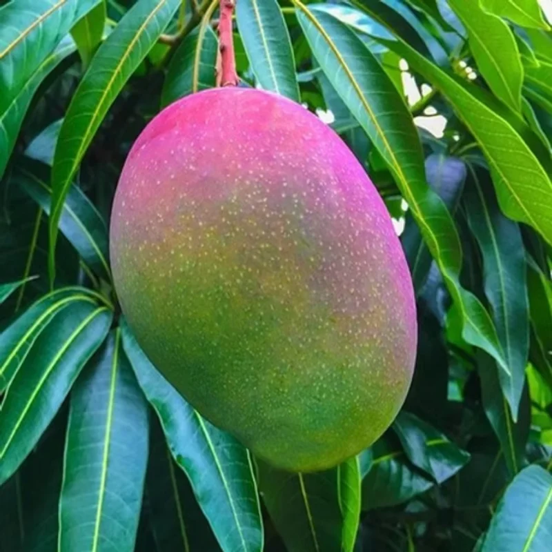 Mango Tree Live Plant 10-14 Inch Tall - Grow Your Own Fruit Tree