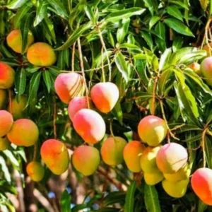Mango Tree Live Plant 8-12 Inch Outdoor Fruit Tree Ready to Grow