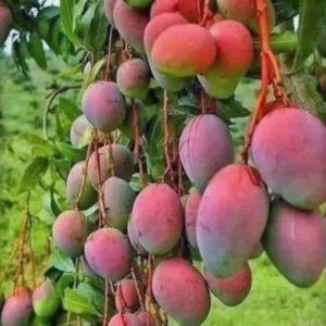 Mango Tree Live Plant 8-12 Inch Outdoor Fruit Tree Ready to Grow