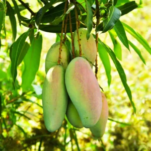 Mango Tree Live Plant 8-12 Inch Outdoor Fruit Tree Ready to Grow