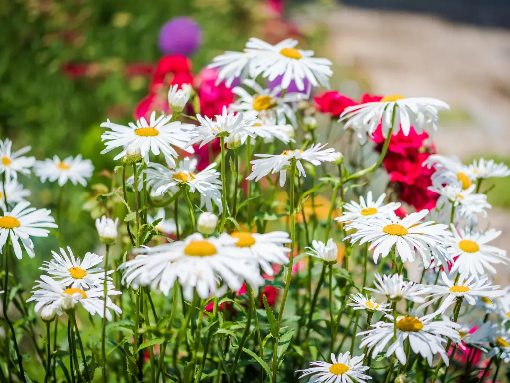 Shasta Daisy (Leucanthemum × superbum), patriotic garden for 4th of july