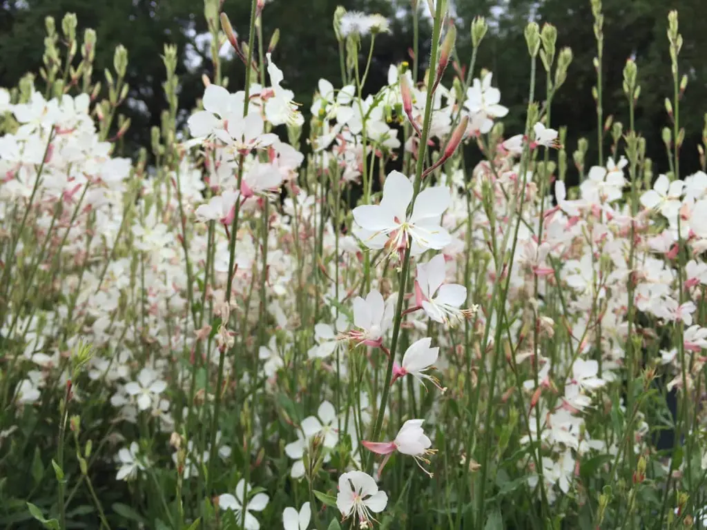 White Gaura (Gaura lindheimeri)