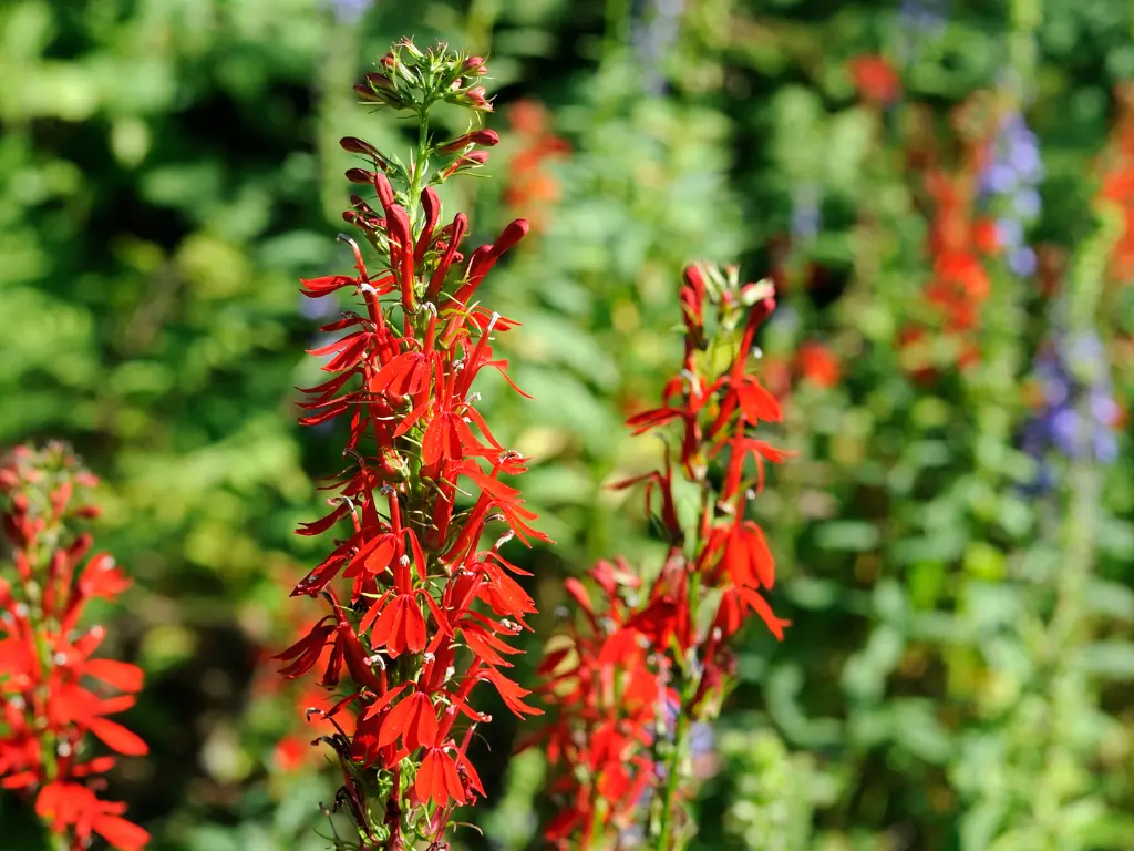 Cardinal Flower (Lobelia cardinalis) – Red