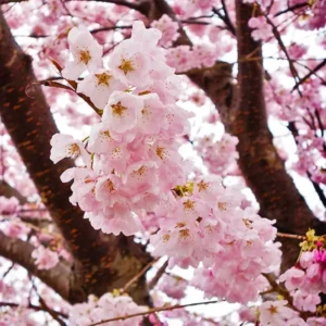 Flowering Cherry Tree Live Plant - 2.5 Inch Pot - Pink Blossom Ornamental