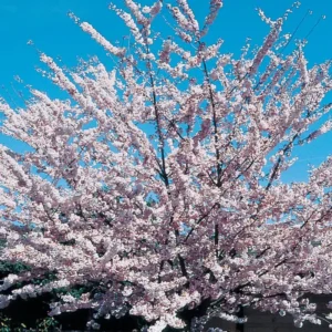 Flowering Cherry Tree Live Plant - 2.5 Inch Pot - Pink Blossom Ornamental