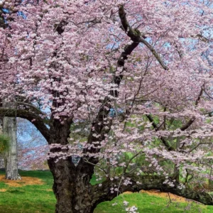 Flowering Cherry Tree Live Plant - 2.5 Inch Pot - Pink Blossom Ornamental