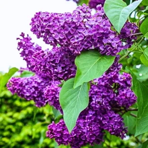 Common Lilac Shrub - 4 Inch Potted Lilac Plant - Fragrant Blooming Perennial