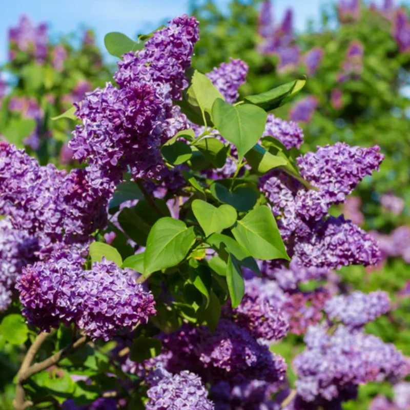 Common Lilac Shrub - 4 Inch Potted Lilac Plant - Fragrant Blooming Perennial