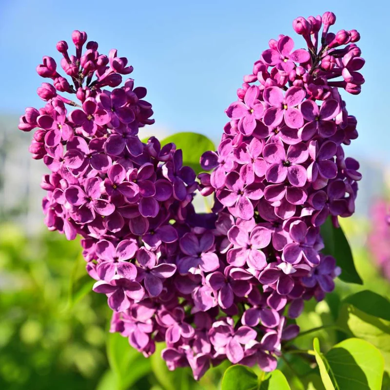 Common Lilac Shrub - 4 Inch Potted Lilac Plant - Fragrant Blooming Perennial