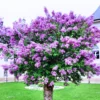 Common Lilac Shrub - 4 Inch Potted Lilac Plant - Fragrant Blooming Perennial