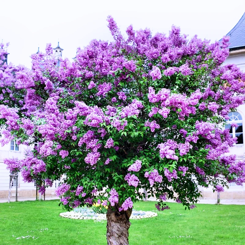 Common Lilac Shrub - 4 Inch Potted Lilac Plant - Fragrant Blooming Perennial