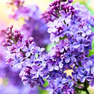 Common Lilac Shrub - 4 Inch Potted Lilac Plant - Fragrant Blooming Perennial