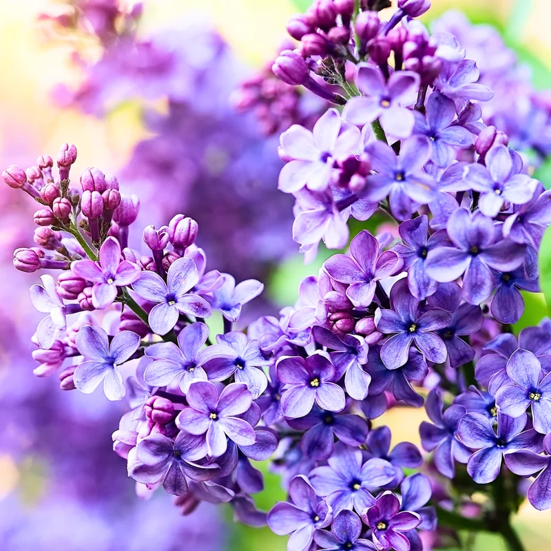 Common Lilac Shrub - 4 Inch Potted Lilac Plant - Fragrant Blooming Perennial