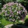 Miss Kim Lilac Shrub - Quart Pot Dwarf Lilac Plant - 7-13" Tall - Garden Patio