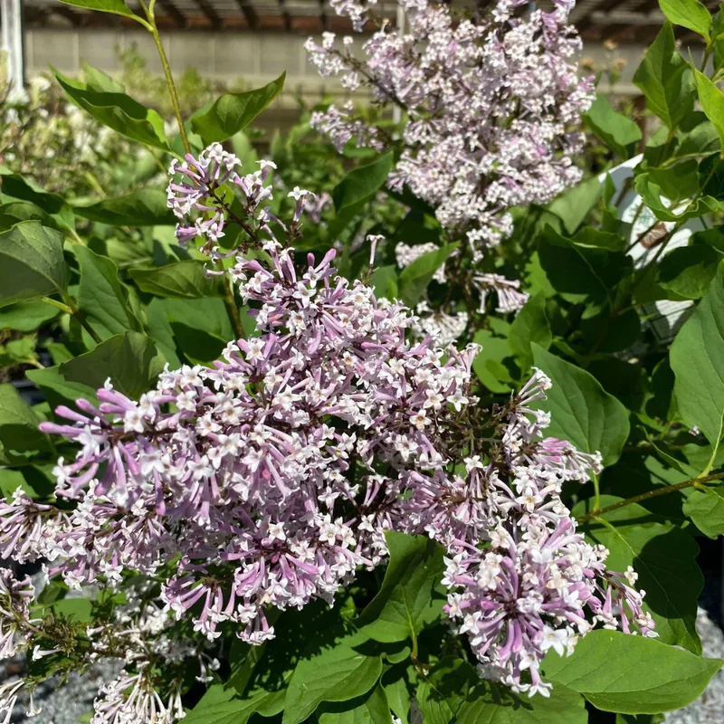 Miss Kim Lilac Shrub - Quart Pot Dwarf Lilac Plant - 7-13" Tall - Garden Patio
