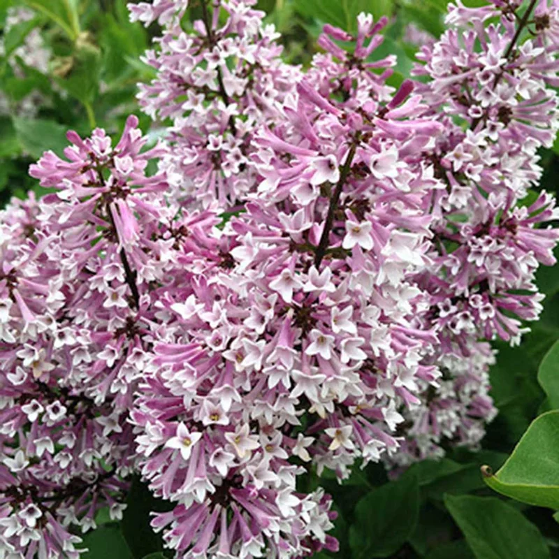 Miss Kim Lilac Shrub - Quart Pot Dwarf Lilac Plant - 7-13" Tall - Garden Patio