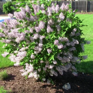 Miss Kim Lilac Shrub - Quart Pot Dwarf Lilac Plant - 7-13