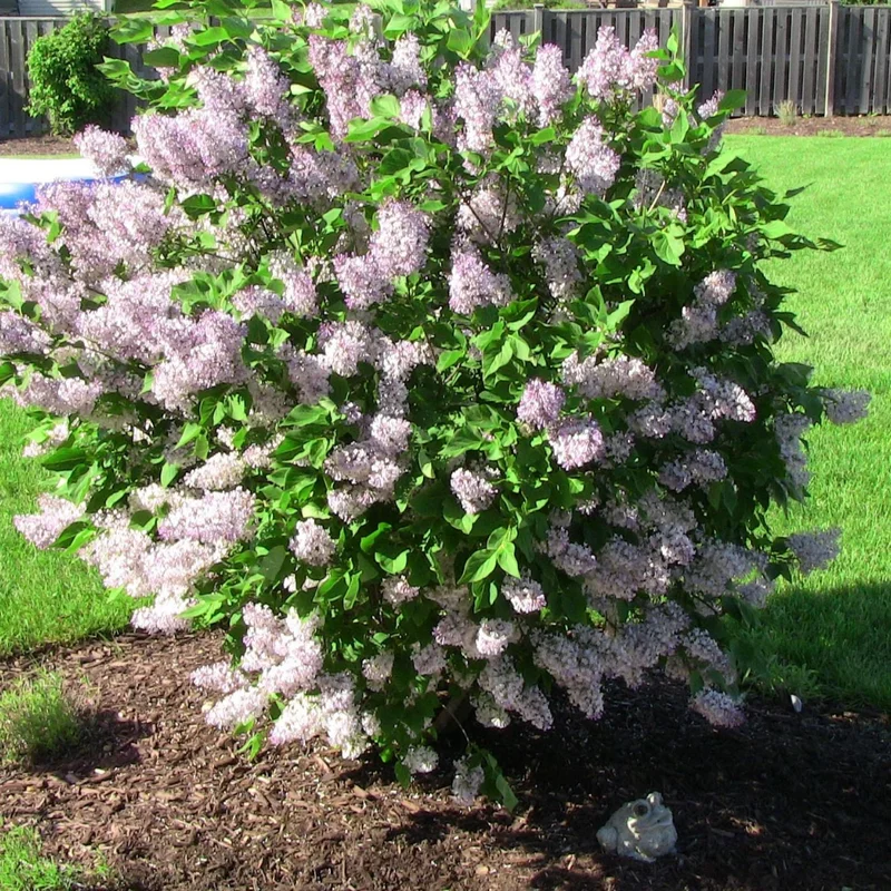 Miss Kim Lilac Shrub - Quart Pot Dwarf Lilac Plant - 7-13" Tall - Garden Patio