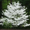 White Dogwood Tree Quart Pot Ornamental Flowering Tree 8-14 inch