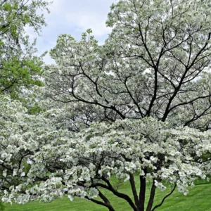 White Dogwood Tree Quart Pot Ornamental Flowering Tree 8-14 inch