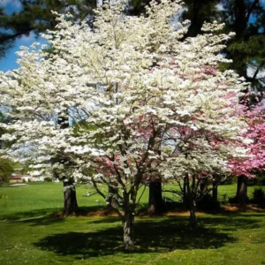 White Dogwood Tree Quart Pot Ornamental Flowering Tree 8-14 inch