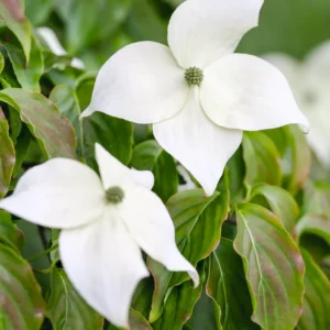 Kousa Japanese Dogwood Tree - Quart Pot, White Blooming Ornamental Tree