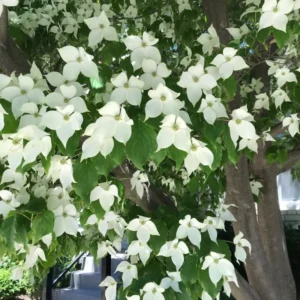 Kousa Japanese Dogwood Tree - Quart Pot, White Blooming Ornamental Tree