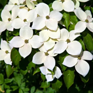 Kousa Japanese Dogwood Tree - Quart Pot, White Blooming Ornamental Tree