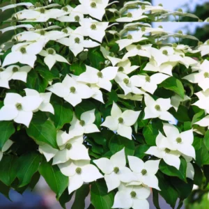 Kousa Japanese Dogwood Tree - Quart Pot, White Blooming Ornamental Tree