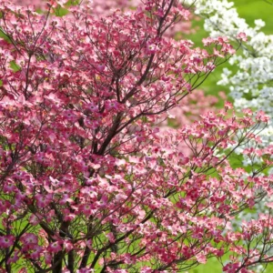 Pink Dogwood Tree 2.5-Inch Pot - Compact Ornamental Tree with Pink Blossoms
