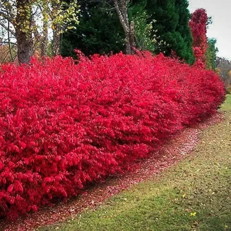 Dwarf Burning Bush Plants - 5 Bare Root Shrubs - Red Fall Color - Landscape Borders