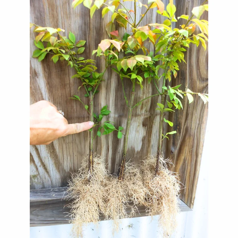 Dwarf Burning Bush Plants - 5 Bare Root Shrubs - Red Fall Color - Landscape Borders