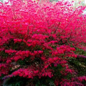 Dwarf Burning Bush Plants - 5 Bare Root Shrubs - Red Fall Color - Landscape Borders