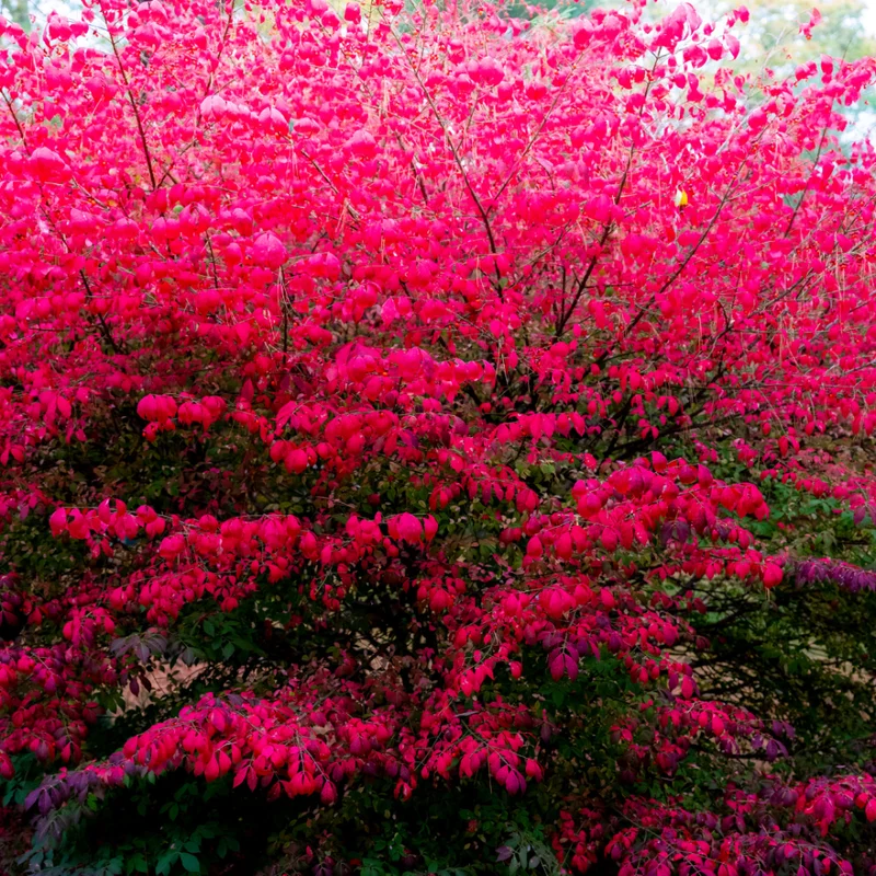Dwarf Burning Bush Plants - 5 Bare Root Shrubs - Red Fall Color - Landscape Borders