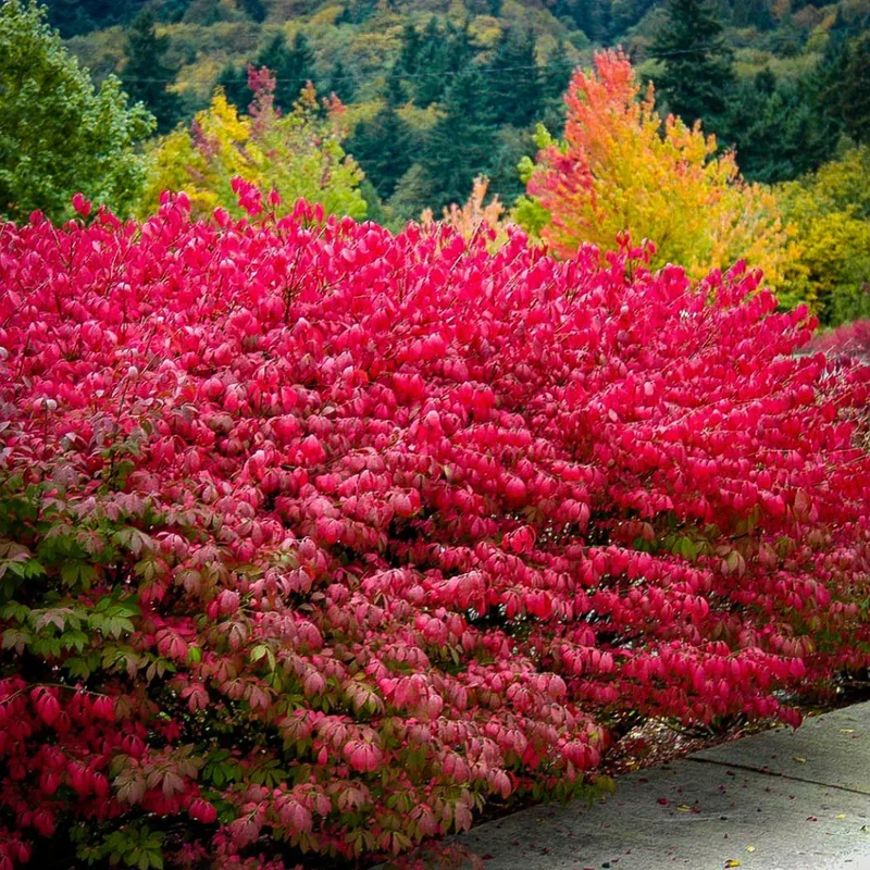 Dwarf Burning Bush Plants - 5 Bare Root Shrubs - Red Fall Color - Landscape Borders