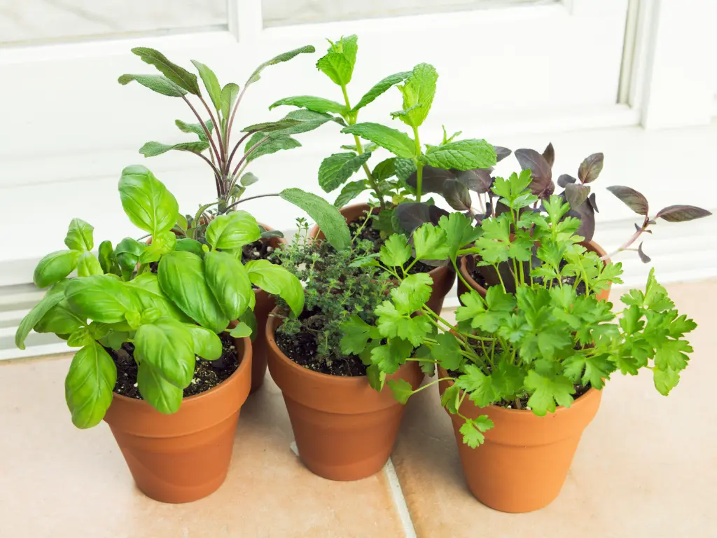 DIY Herb Garden