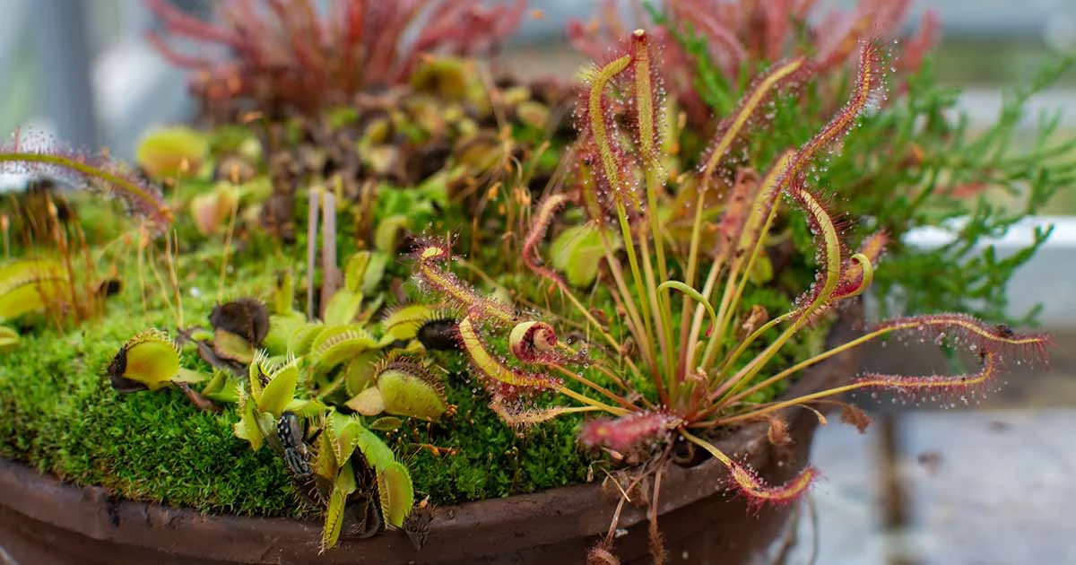 Carnivorous Plant Care: Easy Tips for Thriving Plants